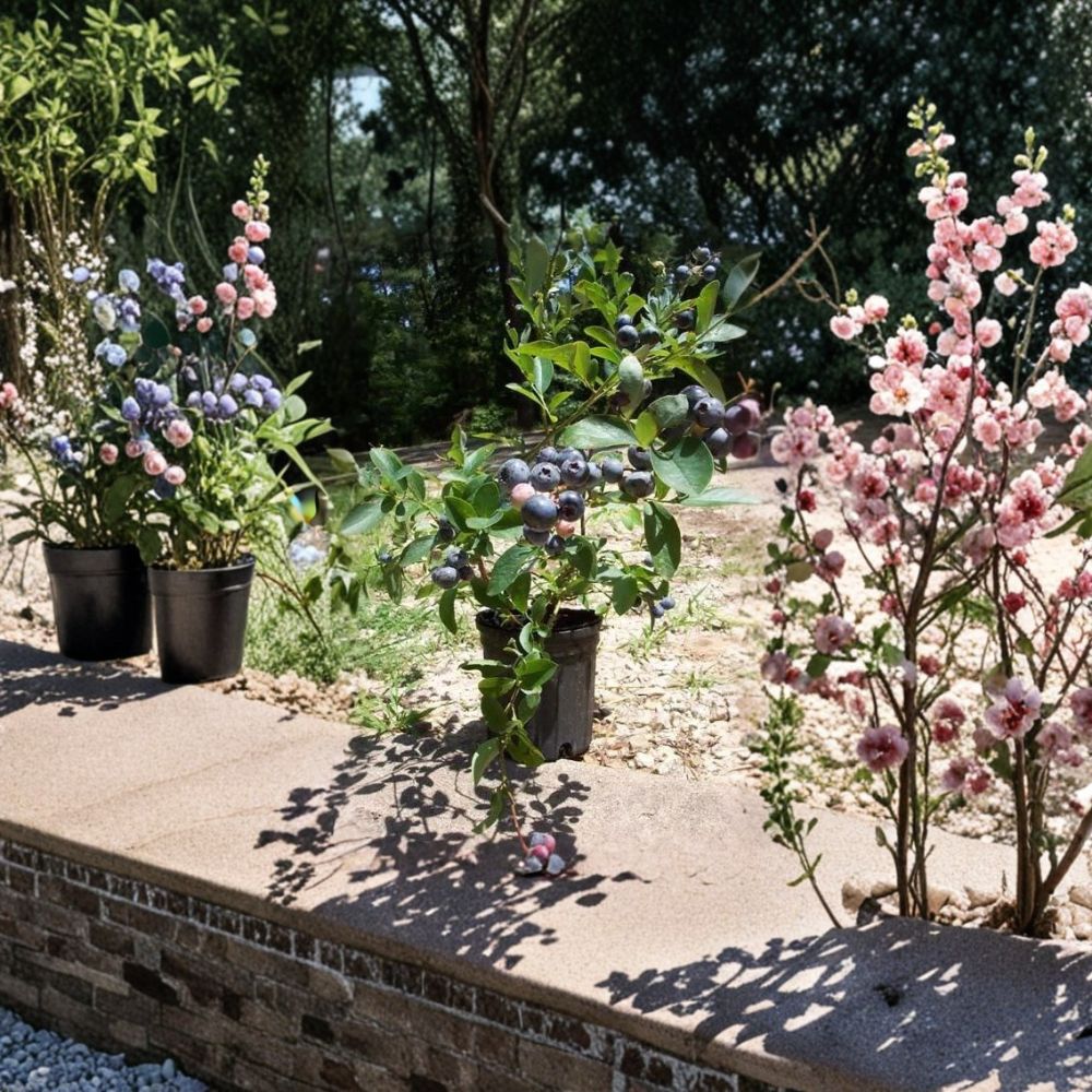 Tif Blue Blueberry Plant - 1 Gallon Live Rabbiteye Blueberry Bush