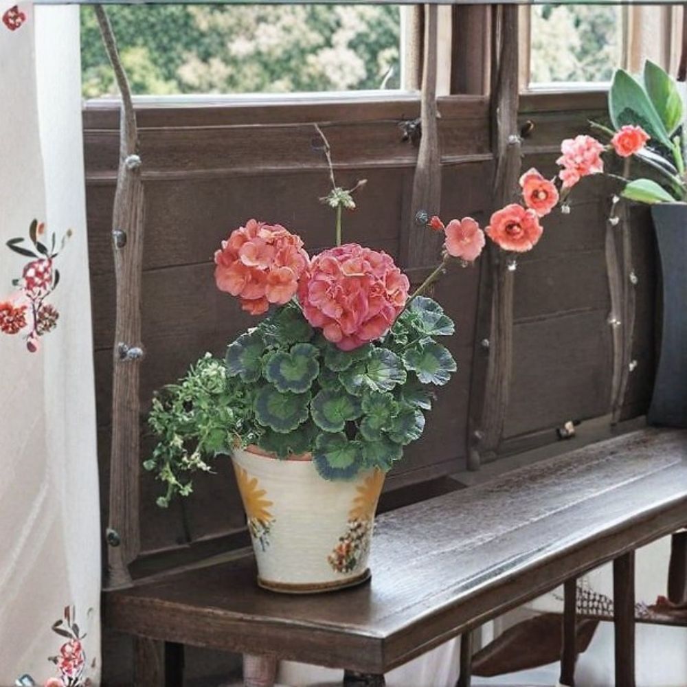 Geranium Maverick Coral Pelargonium Seeds - 1,000 Bright Coral Orange Blooms