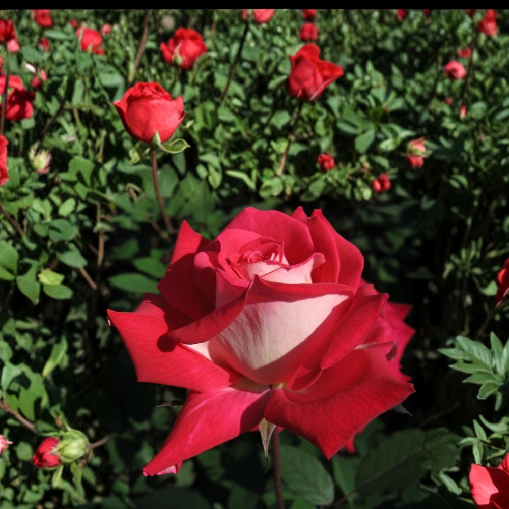 Love Grandiflora Rose – Ruby Red & White Bi-Color Live Bush Plant | 5 Gallon Fragrant Garden Rose Shrub