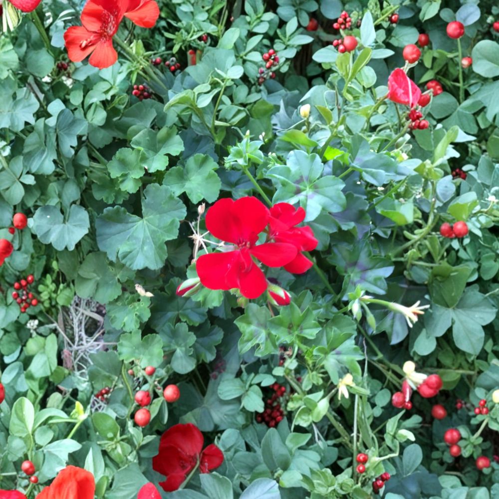 Ivy Zonal Geranium Deep Velvet Red – 6 Fresh Pelargonium Cuttings | Trailing Red Blooms