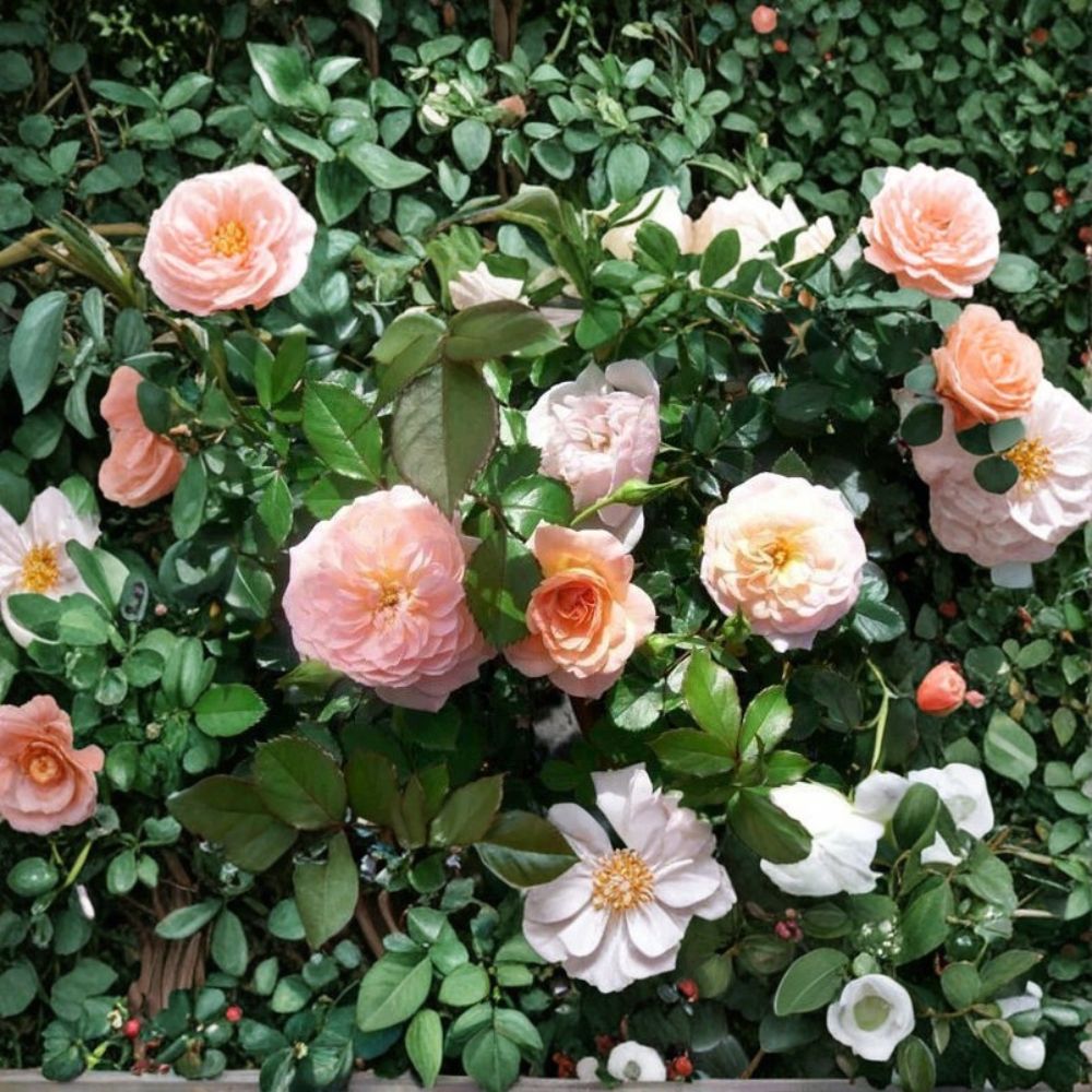 Apricot Drift Rose – Disease Resistant Groundcover Shrub | 3 Gallon Live Plant