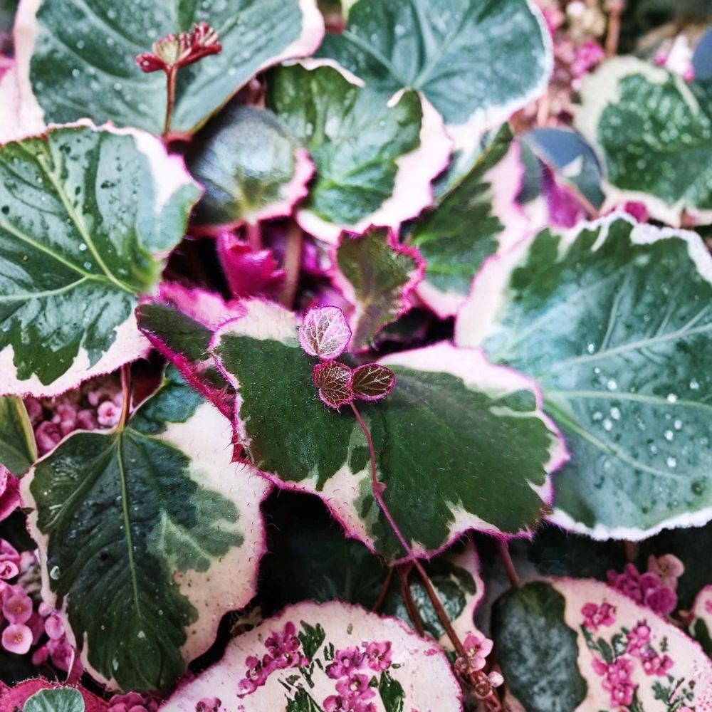 Strawberry Begonia Saxifraga stolonifera Live Plants - 4 Starters in 2 Inch Pots