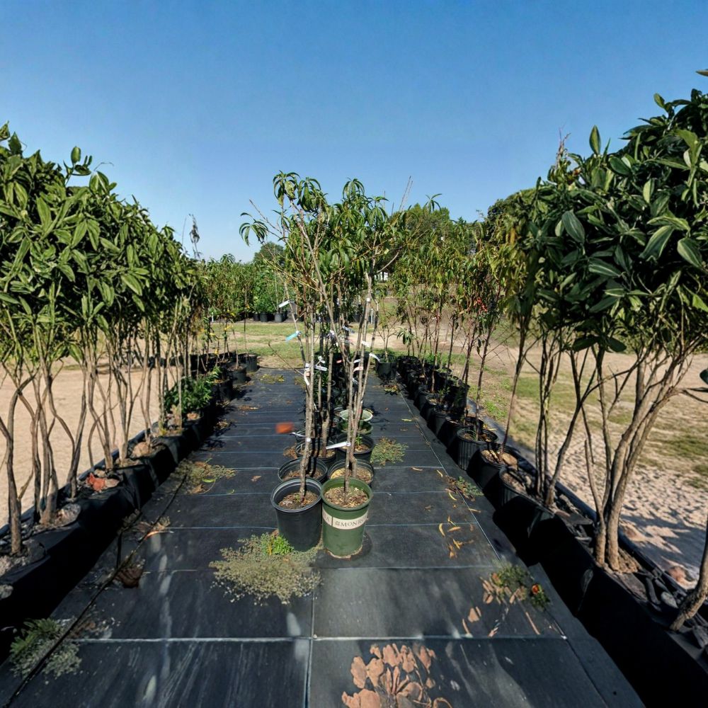 J.H. Hale Peach Tree – Prunus persica Live Fruit Tree | 4–6 Feet Tall | Sweet Juicy Freestone Peaches | Mid-Season Harvest