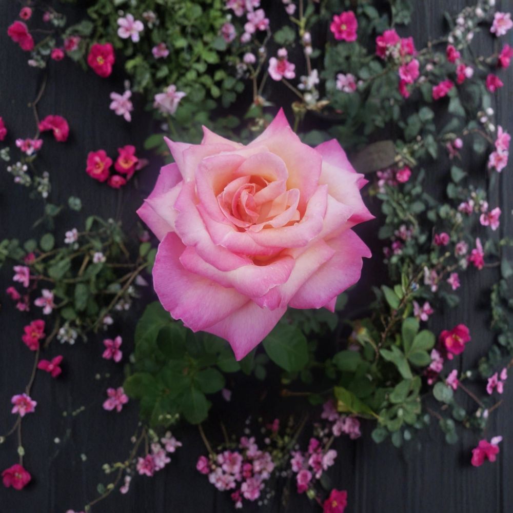 Kordes Perfecta Rose – 5 Gallon Hybrid Tea Live Bush Plant | Everblooming Bi-Color Rose