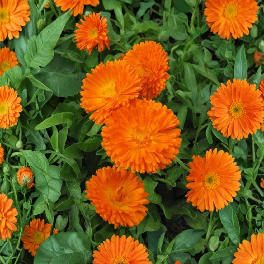 Orange King Calendula Seeds – Organic Heirloom Calendula officinalis | 30 Non-GMO Medicinal Pot Marigold Seeds