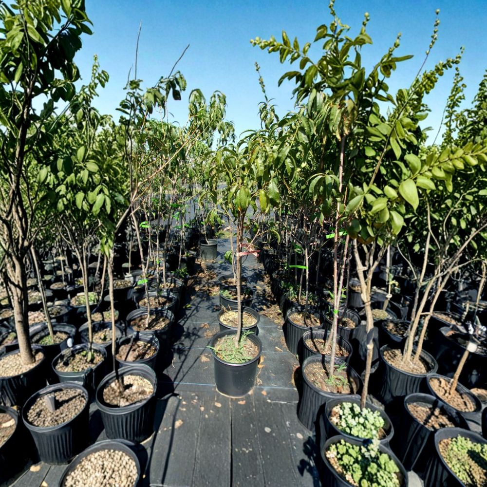 August Lady Peach Tree – Live 4-6 Ft Fruit Tree with Sweet Freestone Peaches
