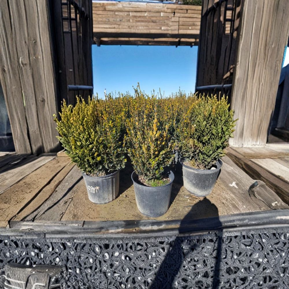 Wintergreen Boxwood – Buxus microphylla Evergreen Shrub | 3 Gallon Live Plant | Cold Hardy Landscape Hedge