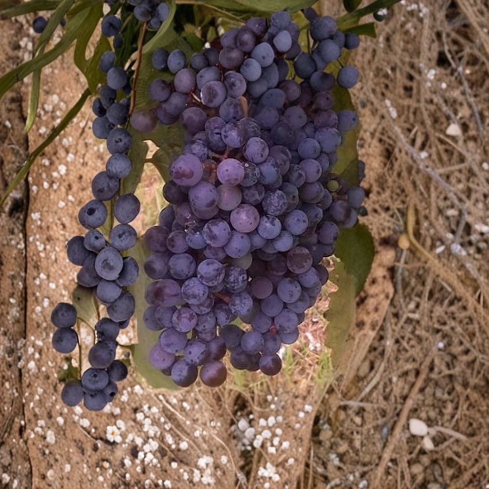 Zinfandel Wine Grape Vine – 3 Gallon Self-Fertile Live Plant for Home Vineyard