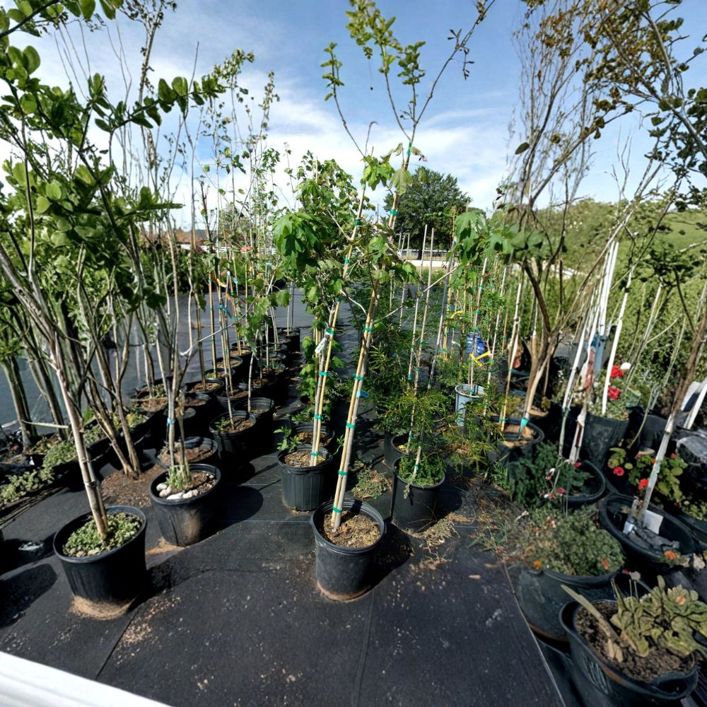 Native Red Maple Tree – Acer rubrum Live Tree | 4–6 Feet Tall | Fast Growing Shade Tree with Brilliant Fall Color