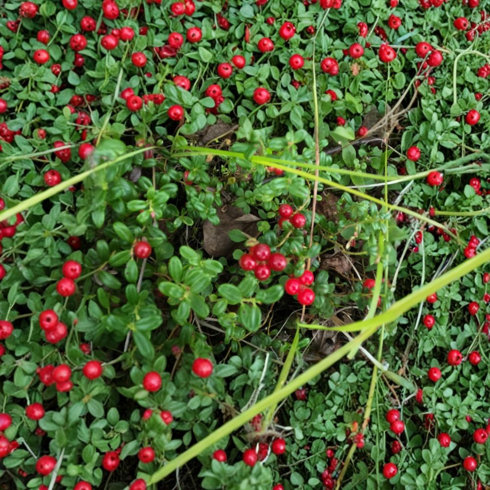 Lingonberry Live Rhizomes – Vaccinium vitis-idaea | 5 Bare Root Plants | Cold Hardy Berry Groundcover