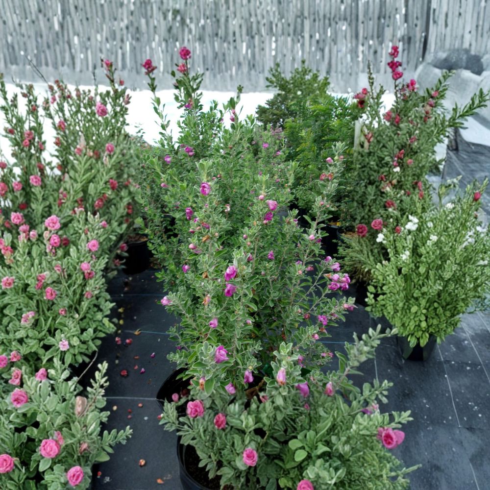 Purple Texas Sage – Leucophyllum frutescens Live Plant | 2–3 Feet Tall Evergreen Shrub