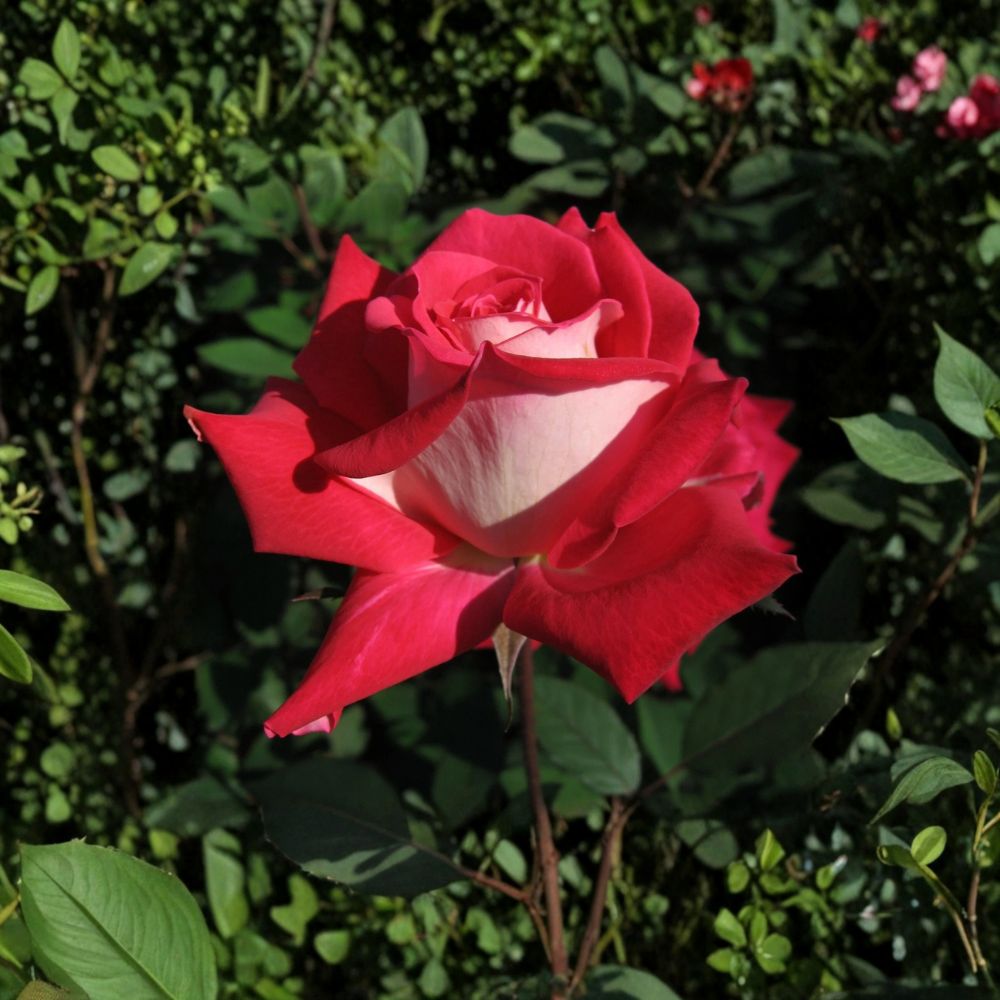 LOVE Grandiflora Rose – 3 Gallon Ruby Red & White Fragrant Rose Bush