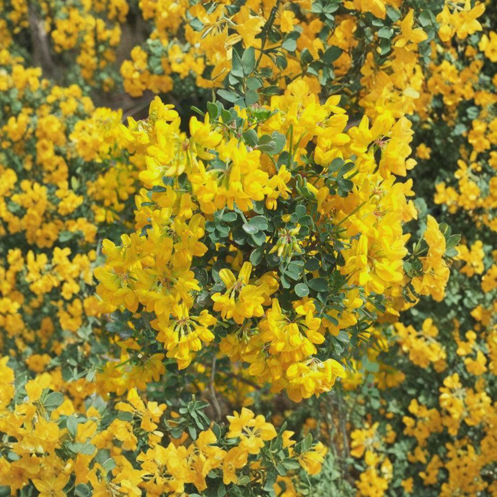 Siberian Pea Shrub – Caragana arborescens Live Cuttings | 5 Alaska Grown Cuttings | Hardy Privacy Hedge