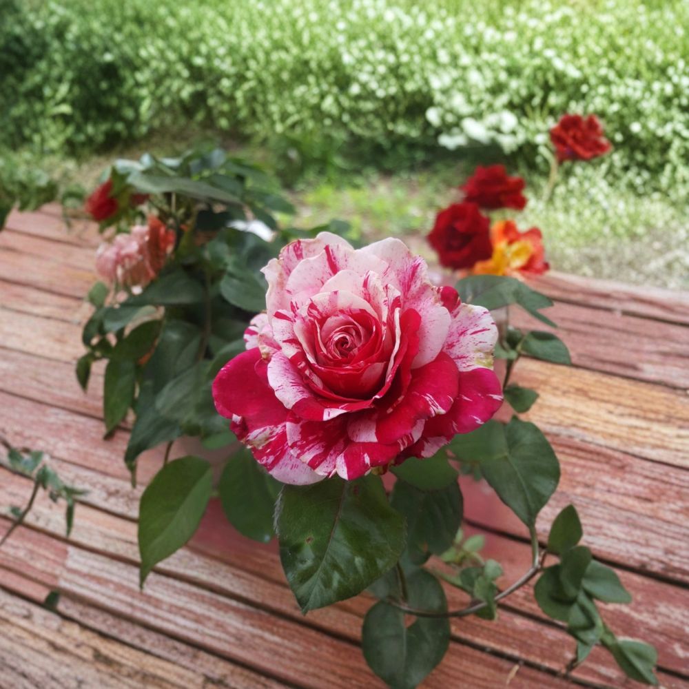 Scentimental Floribunda Rose – 3 Gallon Live Rosa Hybrid Plant with Red & White Striped Blooms