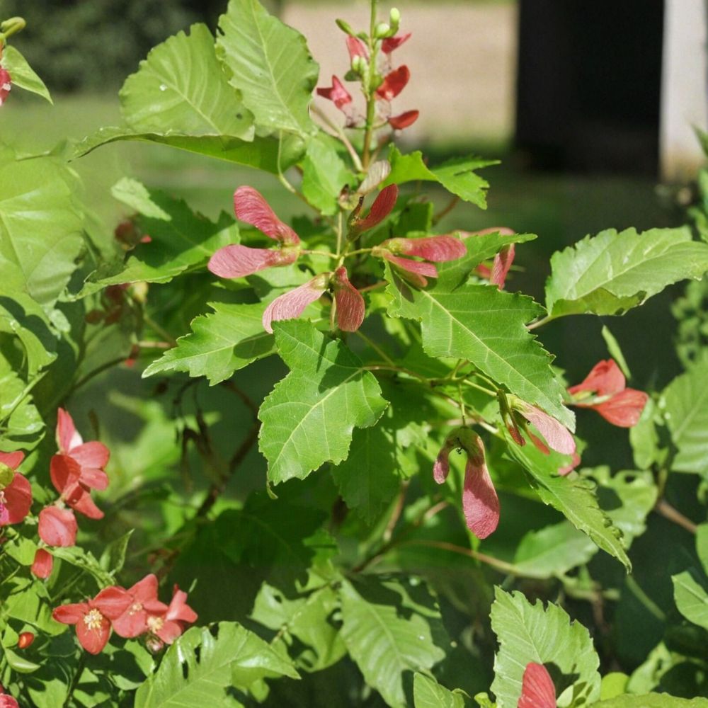 Amur Maple Seeds – Acer ginnala | 25 Alaska Grown Cold Hardy Ornamental Tree Seeds