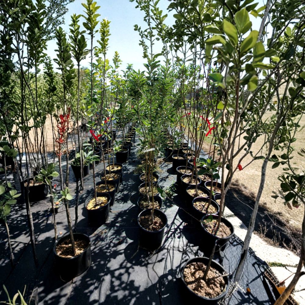 Ambrosia Apple Tree – Live Fruit Tree 4-6 Feet | Sweet Juicy Apples for Home Orchard