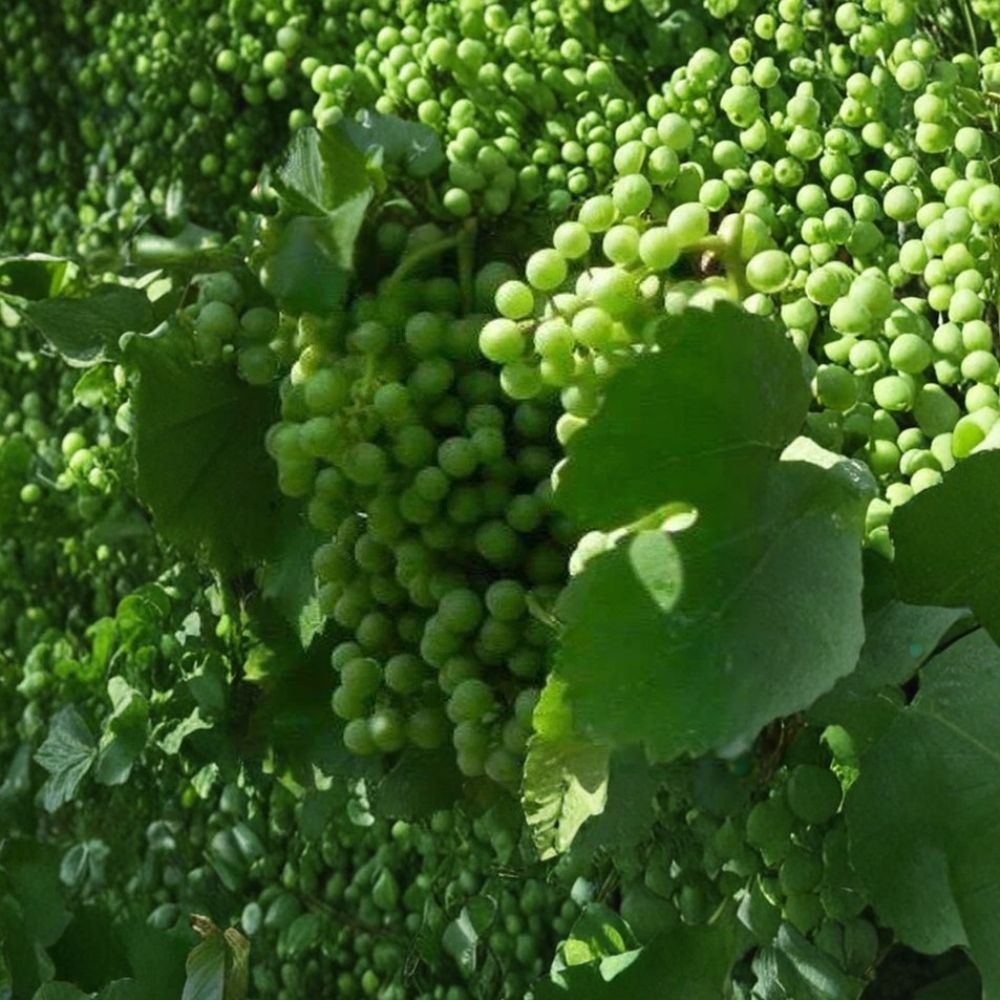 Caminante Blanc Wine Grape Vine – Self-Fertile, Pierce's Disease Resistant, 4–6 Feet Tall