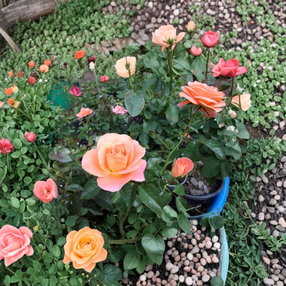 New Year Grandiflora Rose – Rosa Hybrid Live 5 Gallon Orange Flowering Shrub