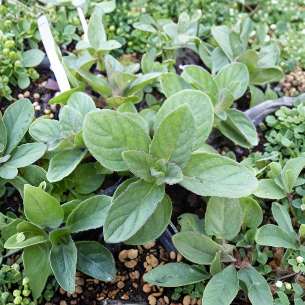 Hillary's Sweet Lemon Mint Cuttings – Organic Mentha suaveolens x piperita f. citrata Unrooted Culinary Herb