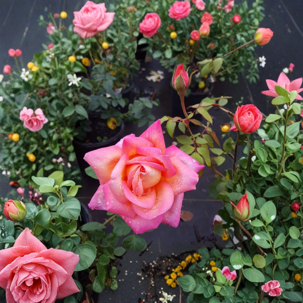 Broadway Hybrid Tea Rose – 3 Gallon Live Rosa Hybrid Tea Plant with Golden Yellow & Pink Blooms