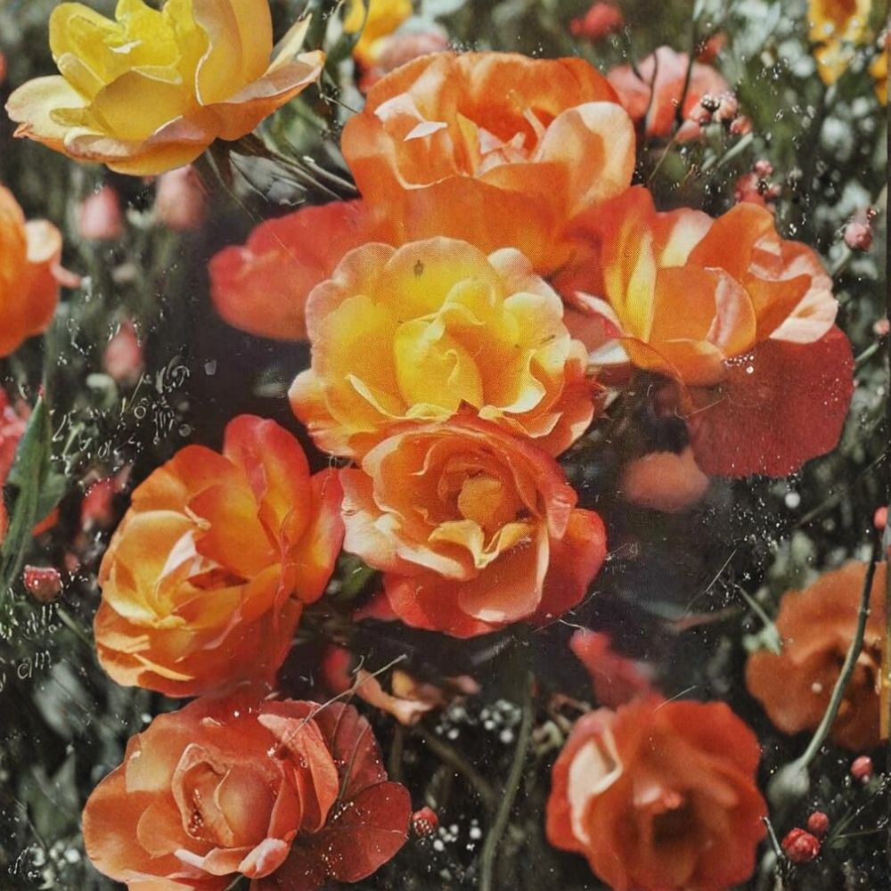 Climbing Piñata Rose – Rosa Hybrid Live Plant | 3 Gallon Yellow & Vermilion Climbing Rose