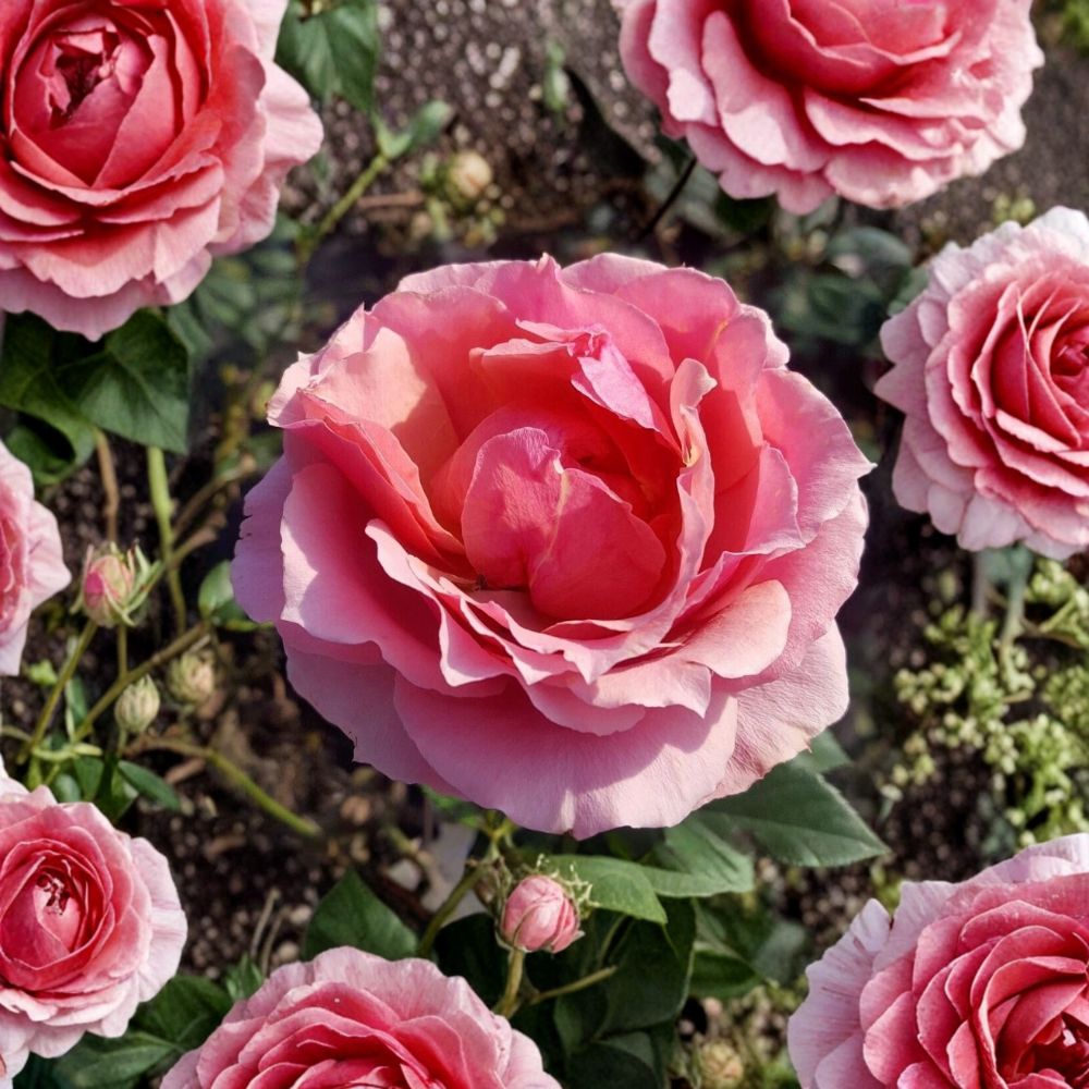 Princesse de Monaco Grandiflora Rose – 5 Gallon Pink Flowering Shrub | Rosa Hybrid