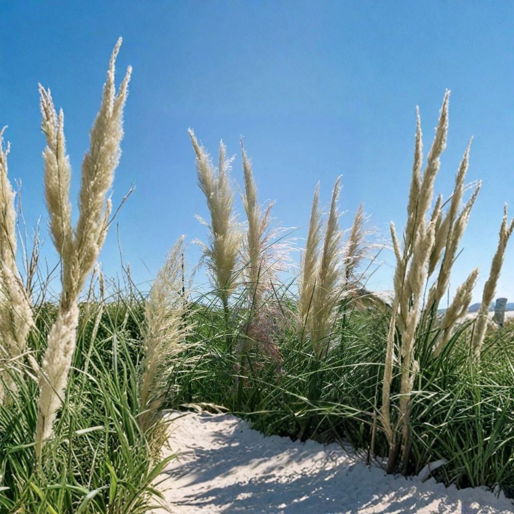 White Pampas Grass Live Plant | Cortaderia selloana | 1 Gallon Ornamental Grass