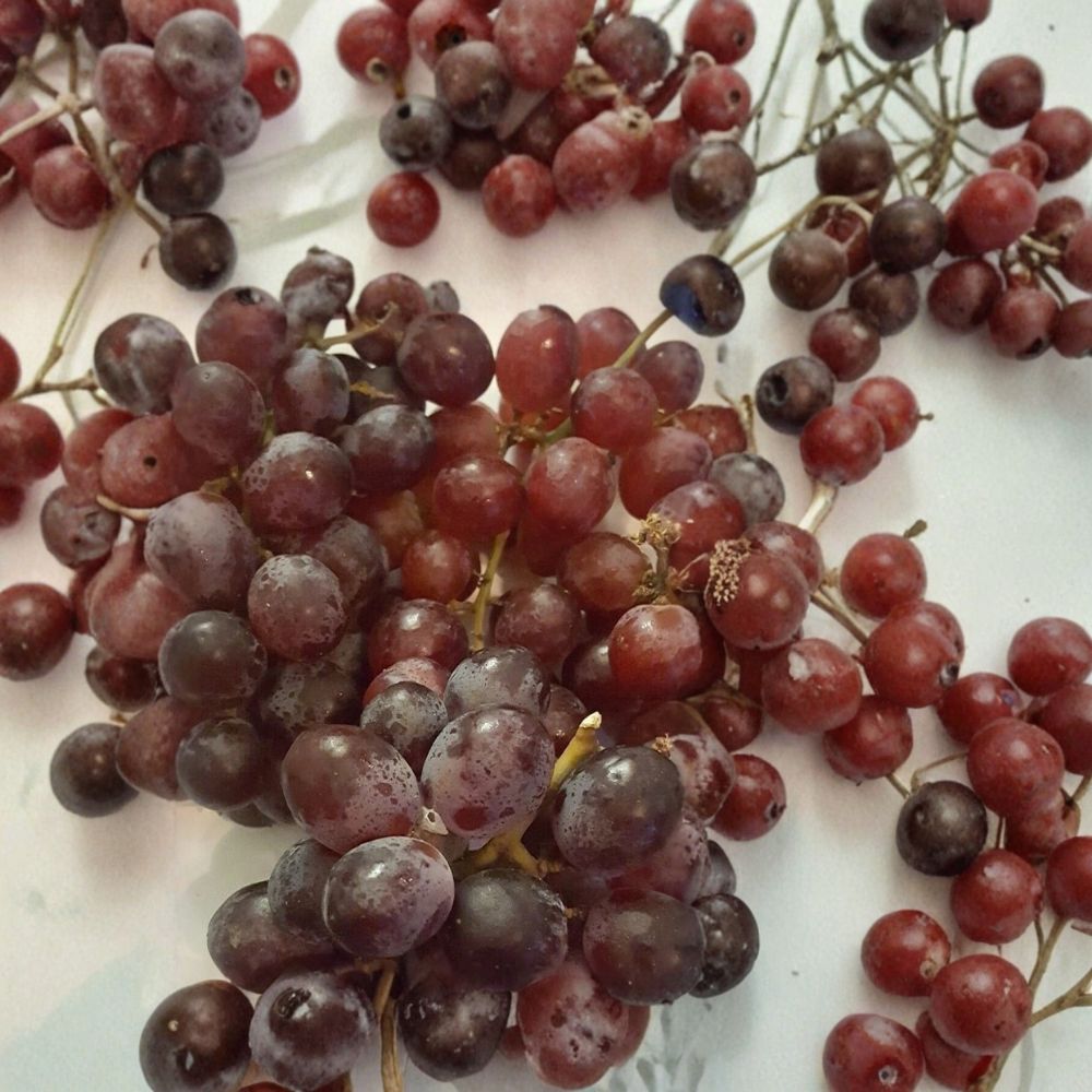 Vanessa Red Seedless Grape Vine – Vitis vinifera Live Plant | 3 Gallon | Self-Fertile Fruit Vine