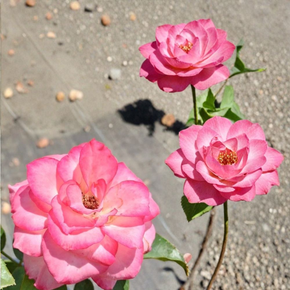 Nicole Everblooming Floribunda Rose – Rosa Hybrid Live Bush Plant | 2 Gallon | White & Pink Flowers