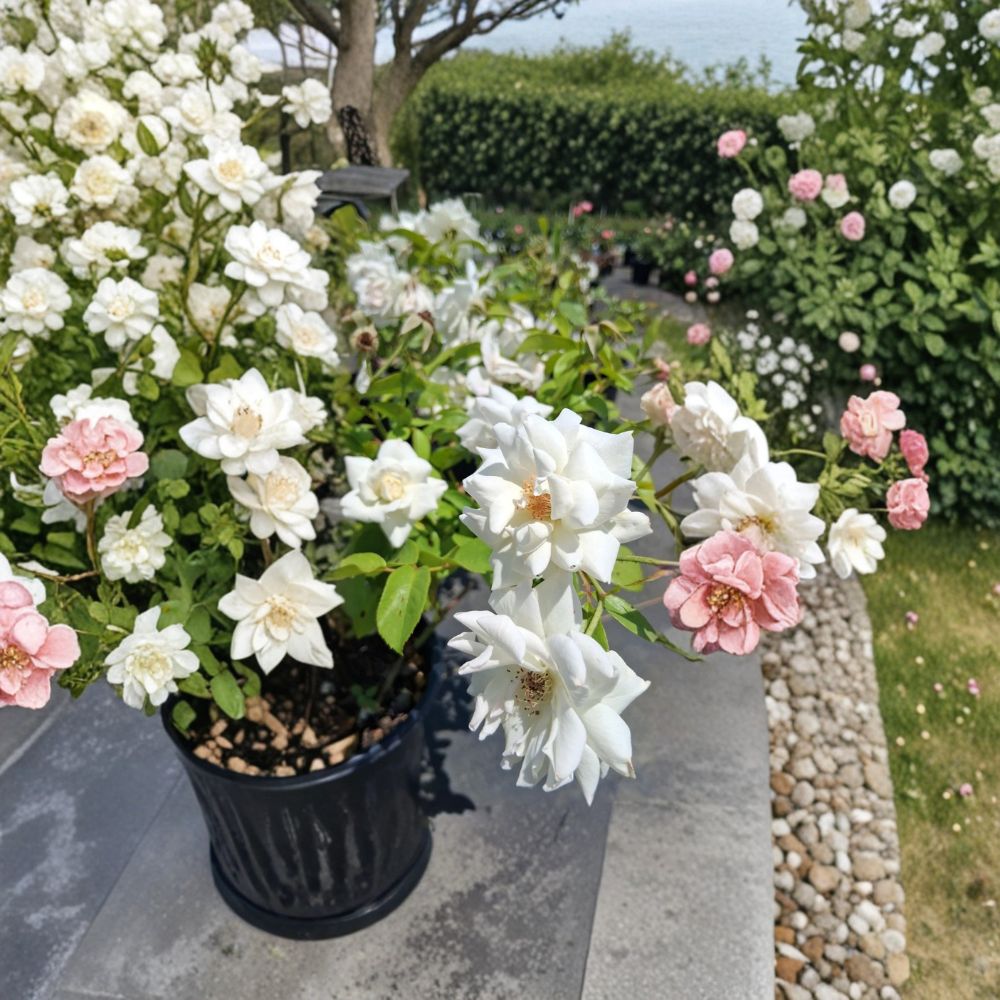 Iceberg Floribunda Rose Live Plant | 2 Gallon Pure White Rosa Hybrid | Repeat Bloomer