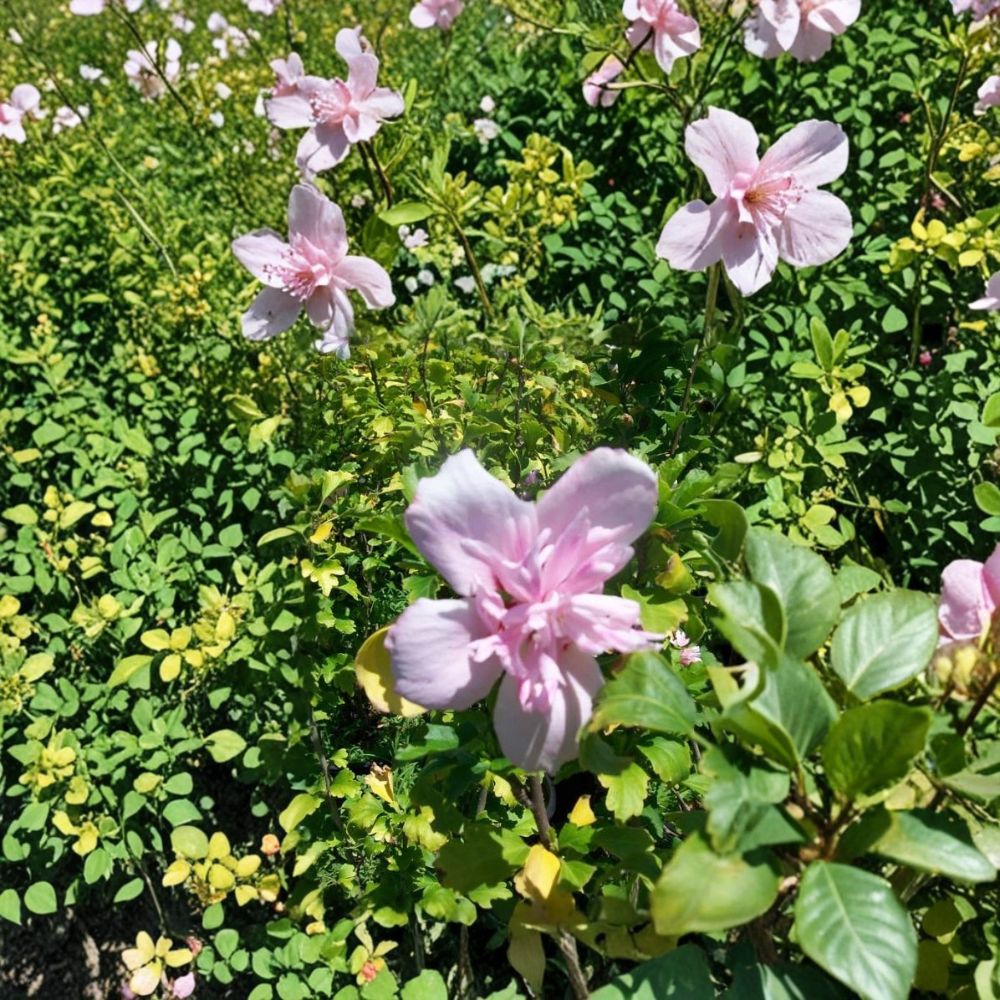 Double Pink Althea Rose of Sharon – Hibiscus syriacus Live 1-Gallon Plant | Hardy Flowering Shrub