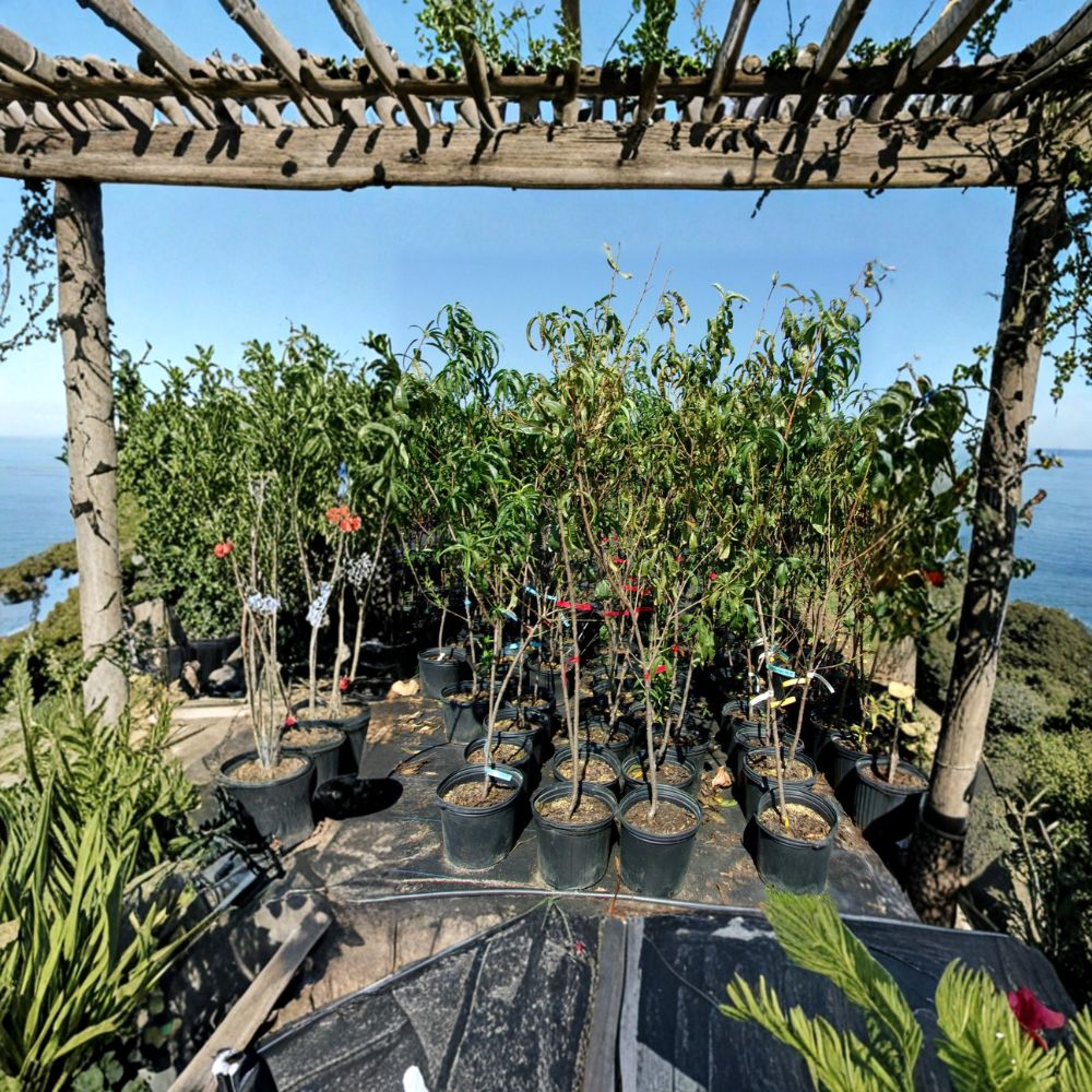 Blaze Prince Peach Tree – Prunus persica Live Fruit Tree 4–6 Feet Tall Mid-Season Sweet Juicy Peaches