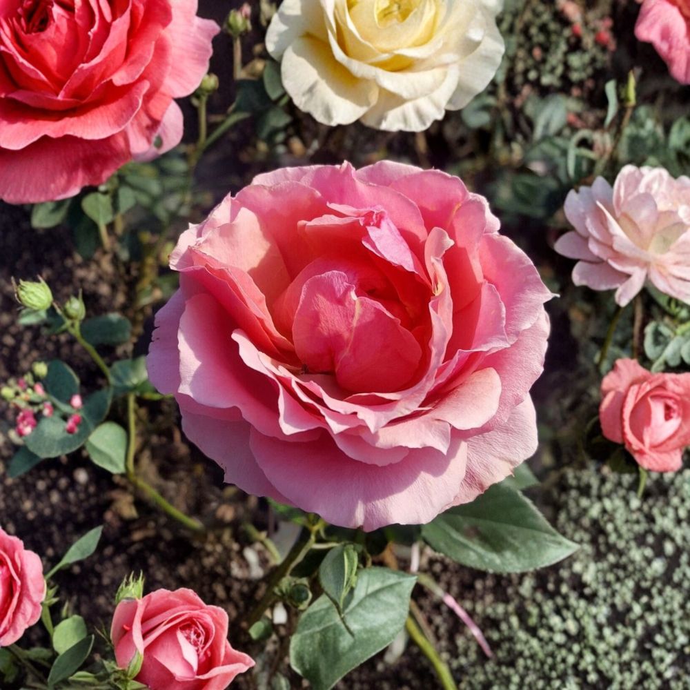Princesse de Monaco Grandiflora Rose – 3 Gallon Pink Flowering Shrub | Rosa Hybrid