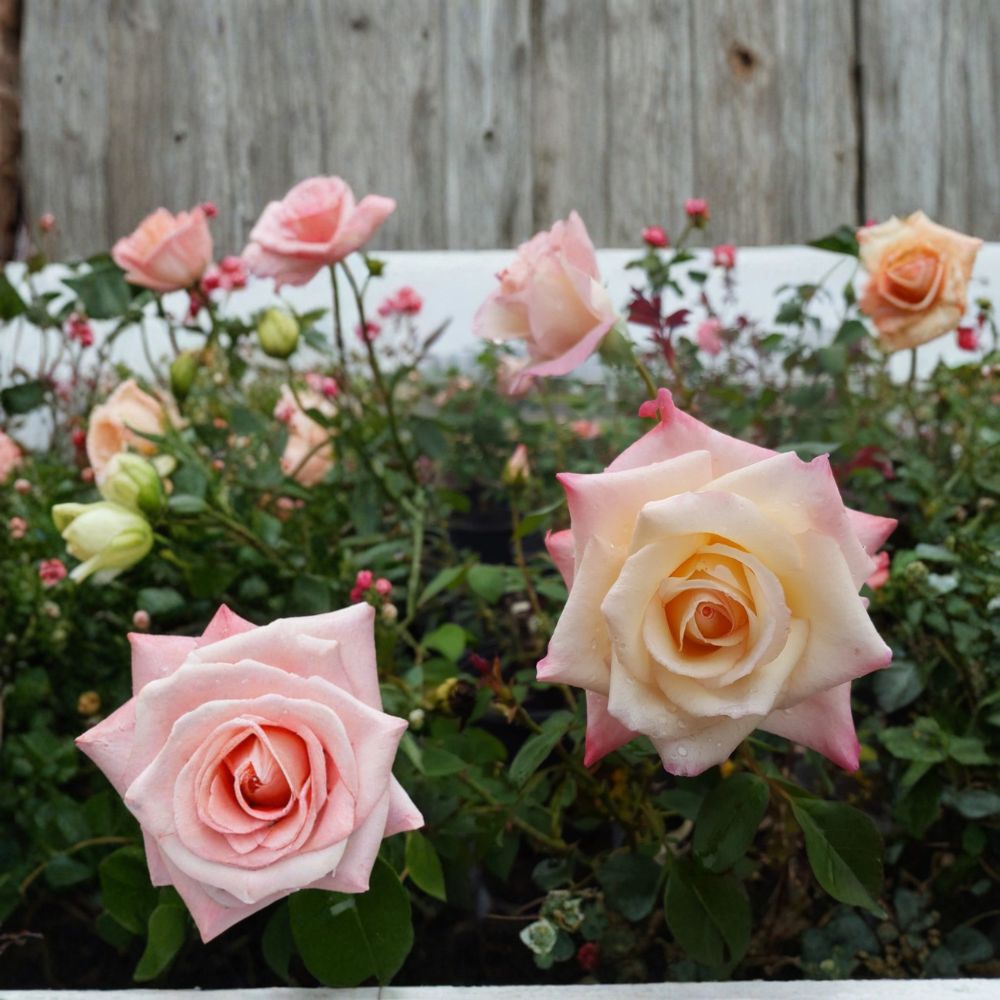 Peace Rose – Rosa Hybrid Tea Live Plant | 5 Gallon Rose Bush | Yellow Blend Blooms