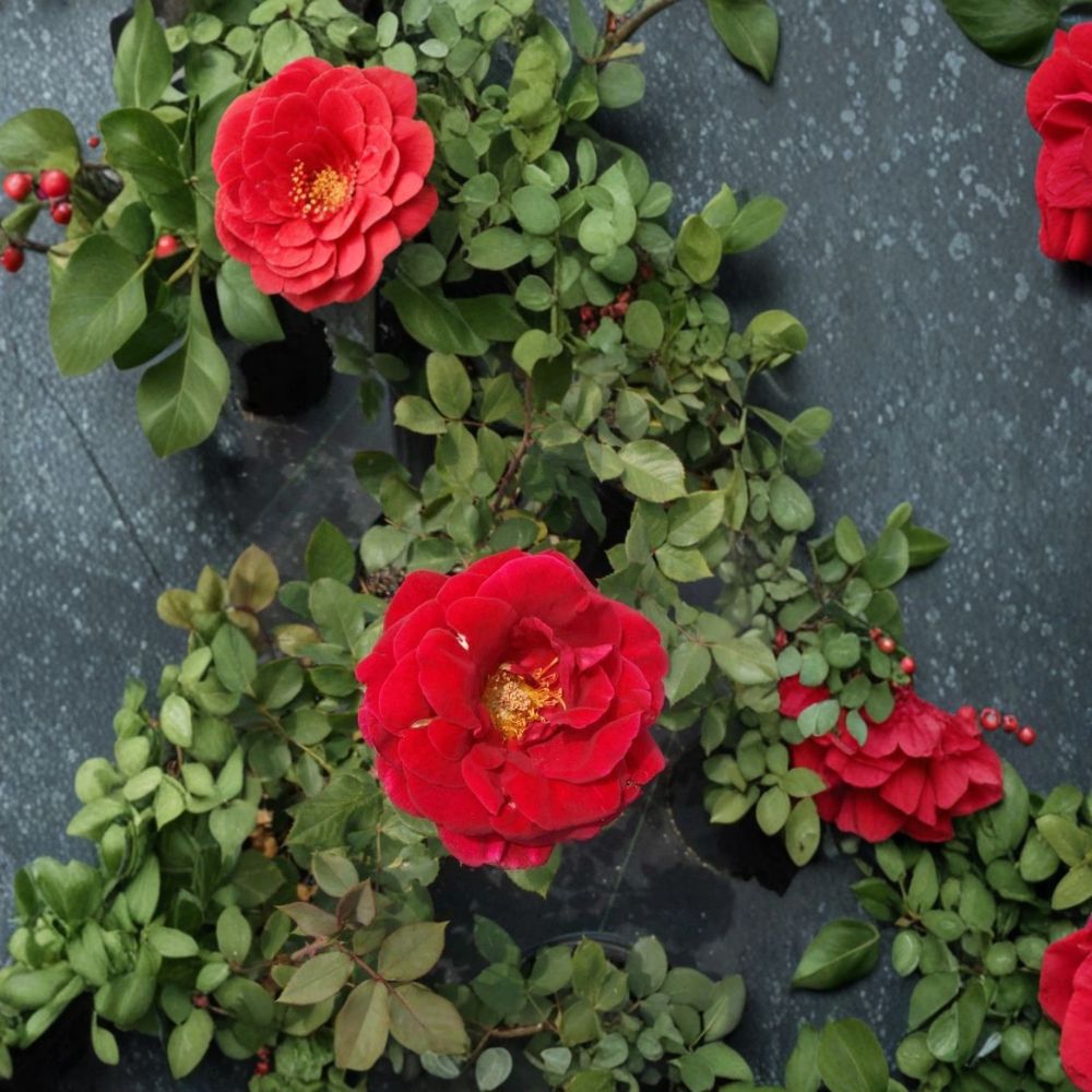 Mr. Lincoln Rose – 2 Gallon Deep Red Hybrid Tea Rose Plant | Fragrant & Easy to Grow