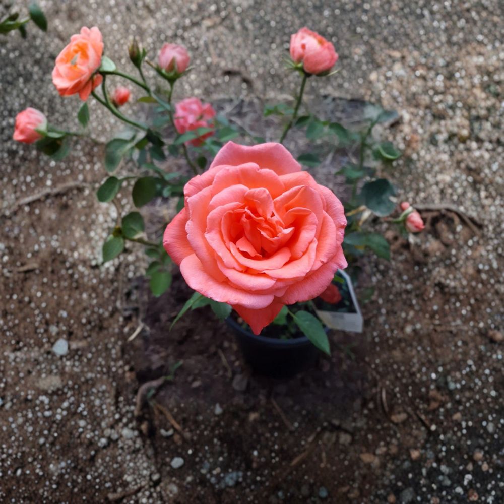 Tropicana Hybrid Tea Rose – 2 Gallon Vibrant Orange Fragrant Rose Bush