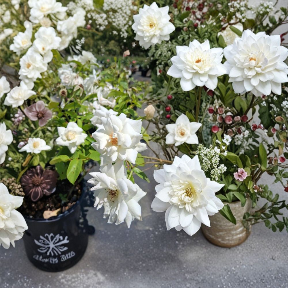 Iceberg Floribunda Rose – Rosa Hybrid Live Plant | 1 Gallon Pure White Repeat Bloomer