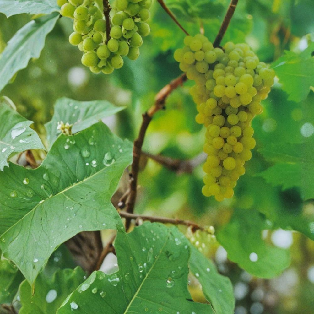 Lakemont Seedless White Grape Vine – Vitis vinifera Live Plant | 3 Gallon | Self-Fertile Table Grape