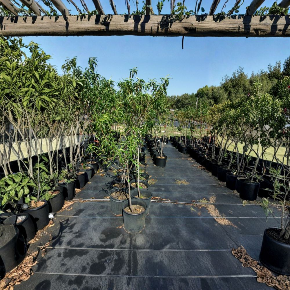 Garden State Nectarine Tree – Prunus persica var. nucipersica Live Plant | 4–6 Feet Tall | Sweet White Flesh Fruit | Self-Fertile