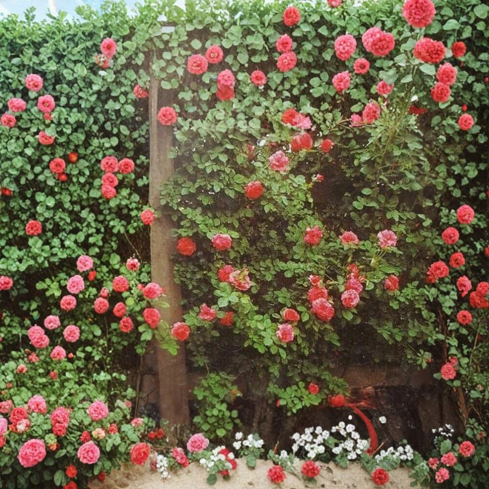Climbing America Rose – 5 Gallon Rosa Hybrid Live Plant with Salmon Pink Blooms
