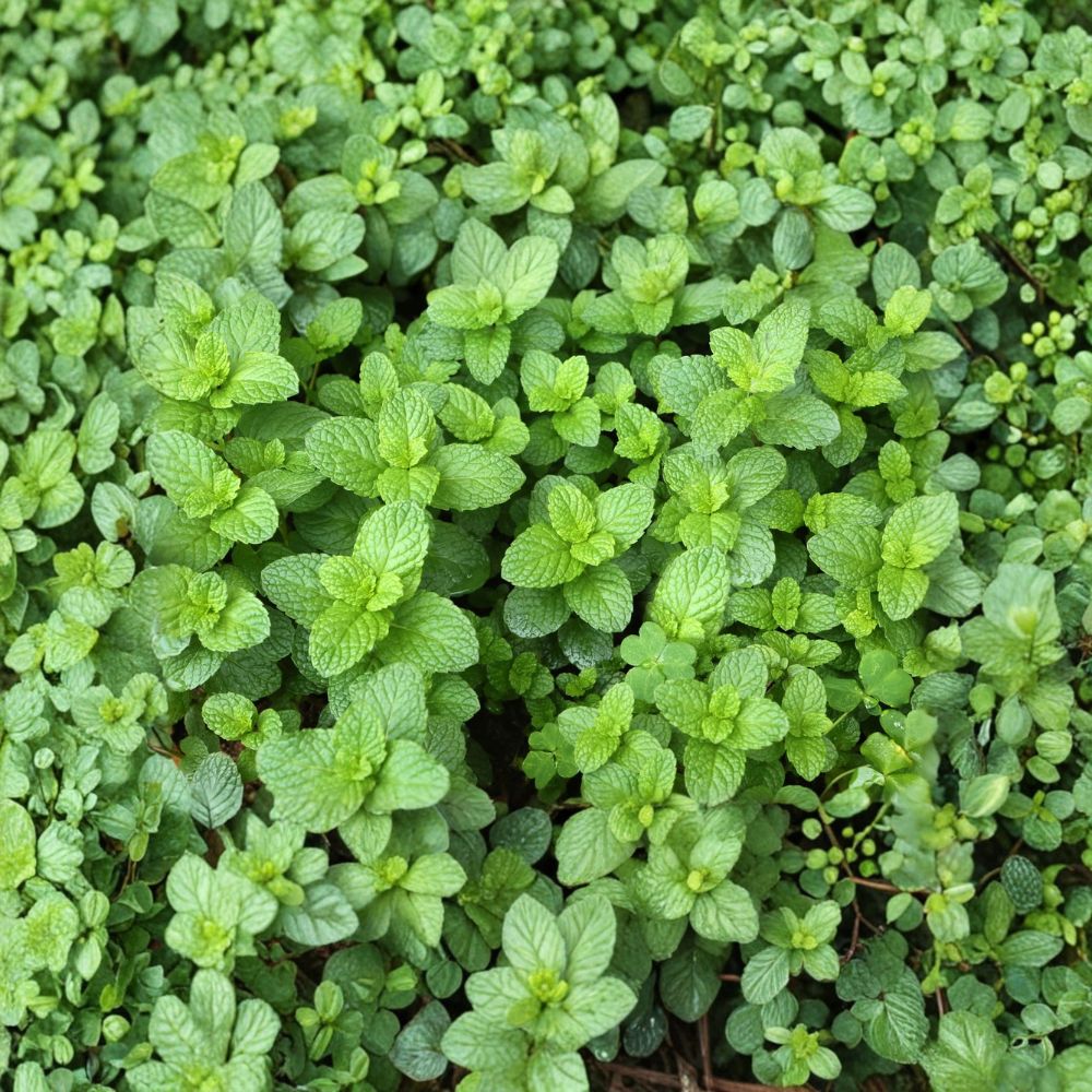Spearmint Mint Cuttings – Mentha spicata Live Unrooted Cuttings | 3 Organic Mint Cuttings for Rooting