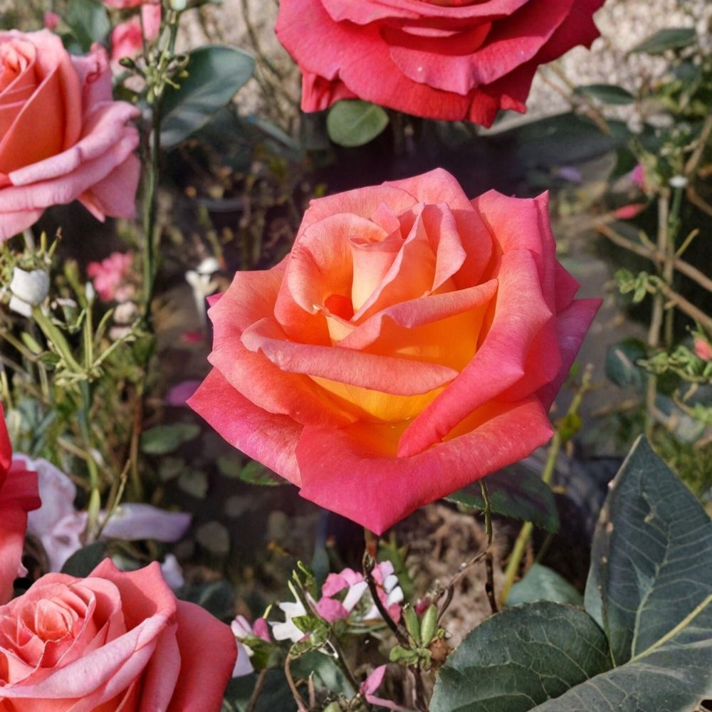 Mikado Hybrid Tea Rose – Scarlet Yellow Bi-Color Live Bush Plant | 2 Gallon Hybrid Tea Rose Shrub