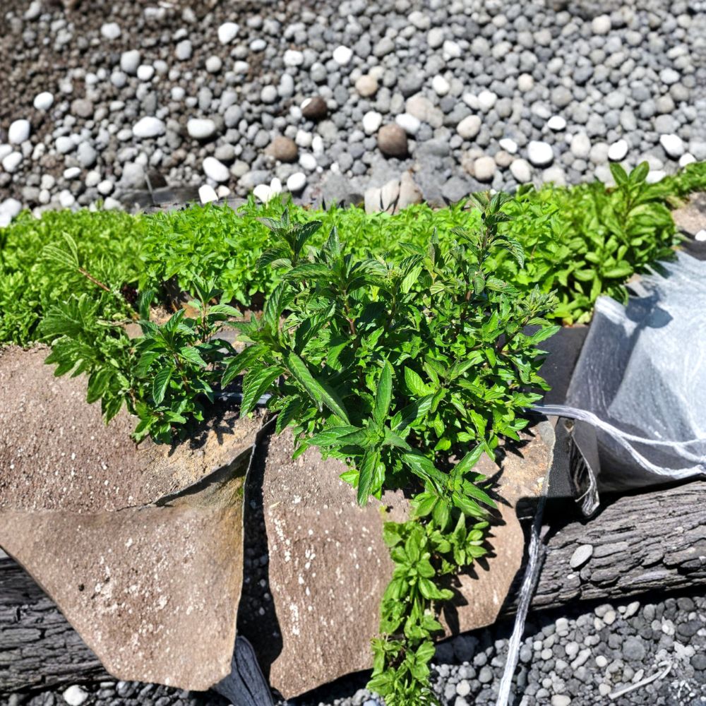 Sweet Pear Mint Unrooted Cuttings | 6 Organic Mentha × piperita 'Sweet Pear' Herb Plants