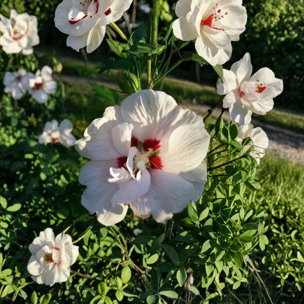 Double White Althea Rose of Sharon – Hibiscus syriacus Live 1 Gallon Plant with Double White Blooms