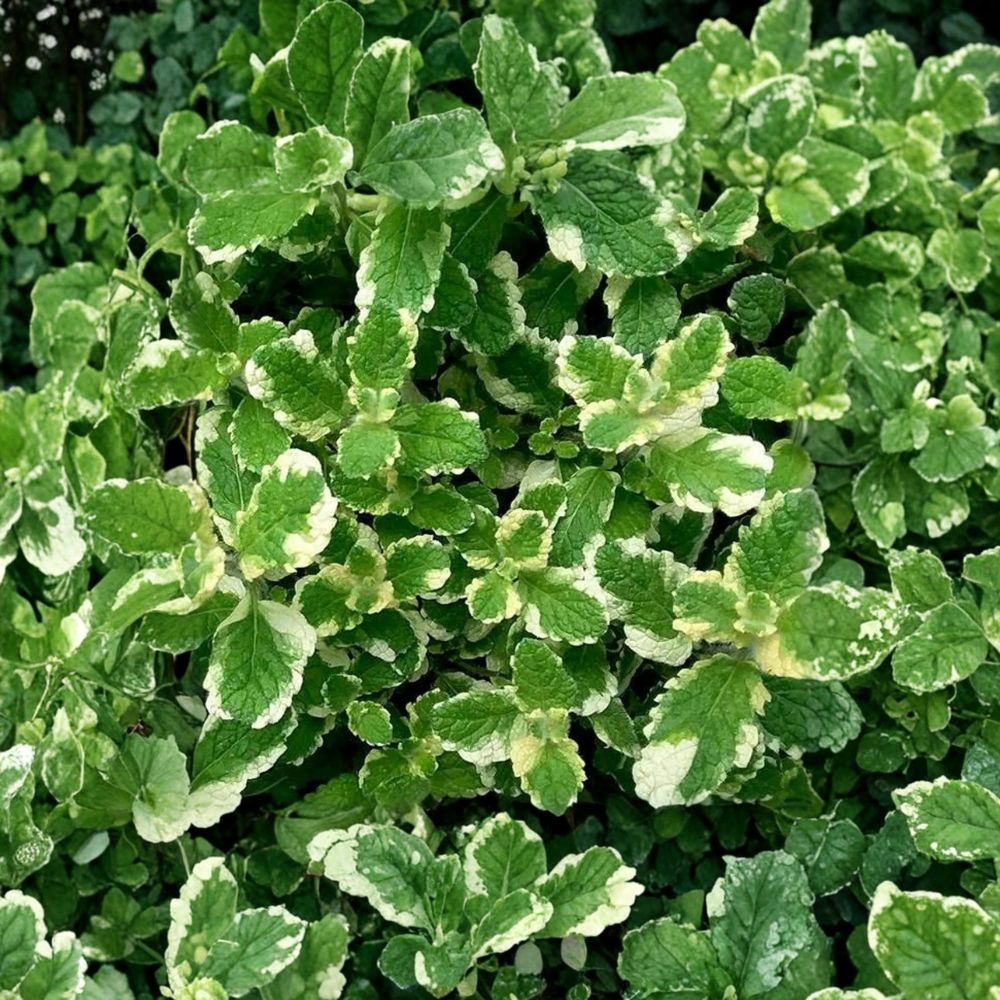 Pineapple Mint Mentha suaveolens ‘Variegata’ Unrooted Cuttings | 12 Organic Herb Plants