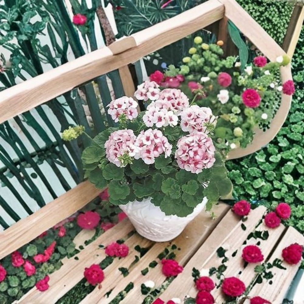 Geranium Maverick Star Pelargonium Seeds - 1,000 Blush Pink Flowers with Deep Pink Eye