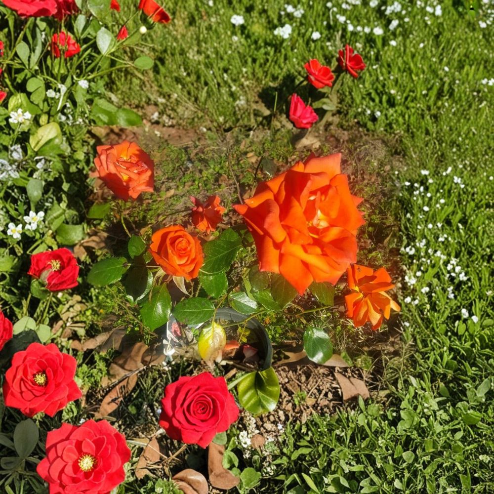 Marina Floribunda Rose – 3 Gallon Salmon Orange Everblooming Rose Bush