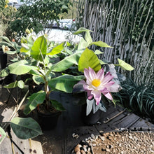 Green Banana Tree Musa paradisiaca Live Fruit Plant 5 Gallon Size