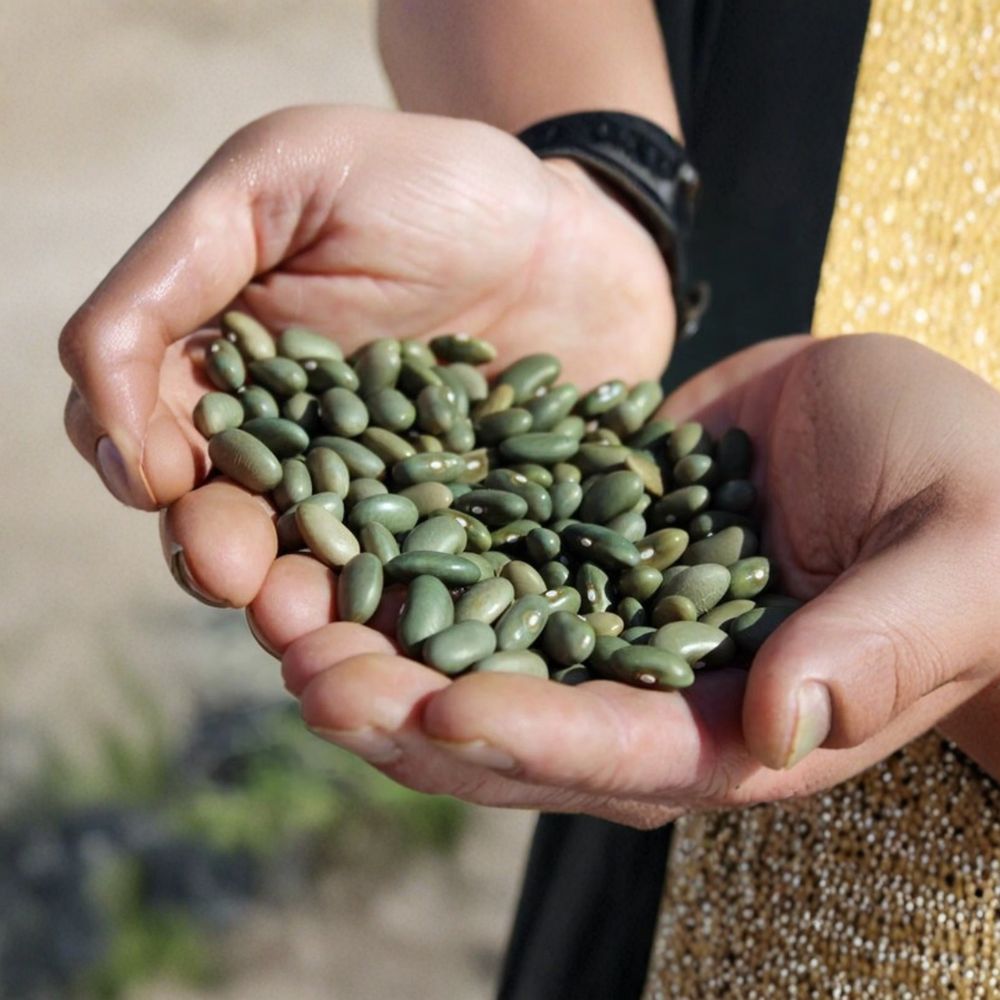 Mbombo Heirloom Bean Seeds – Organic Phaseolus vulgaris | Rare Kenyan Pole Beans | Heat & Drought Tolerant