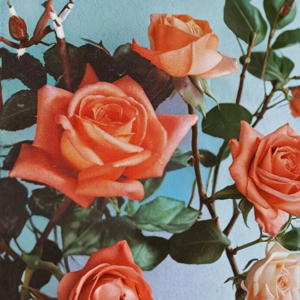 Shreveport Hybrid Tea Rose Live Bush Plant | 5 Gallon Orange Blooming Rose Shrub